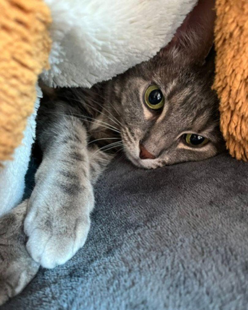 Enlarge Hulu, a Adoptable Domestic Short Hair in Evanston, IL image 2/3
