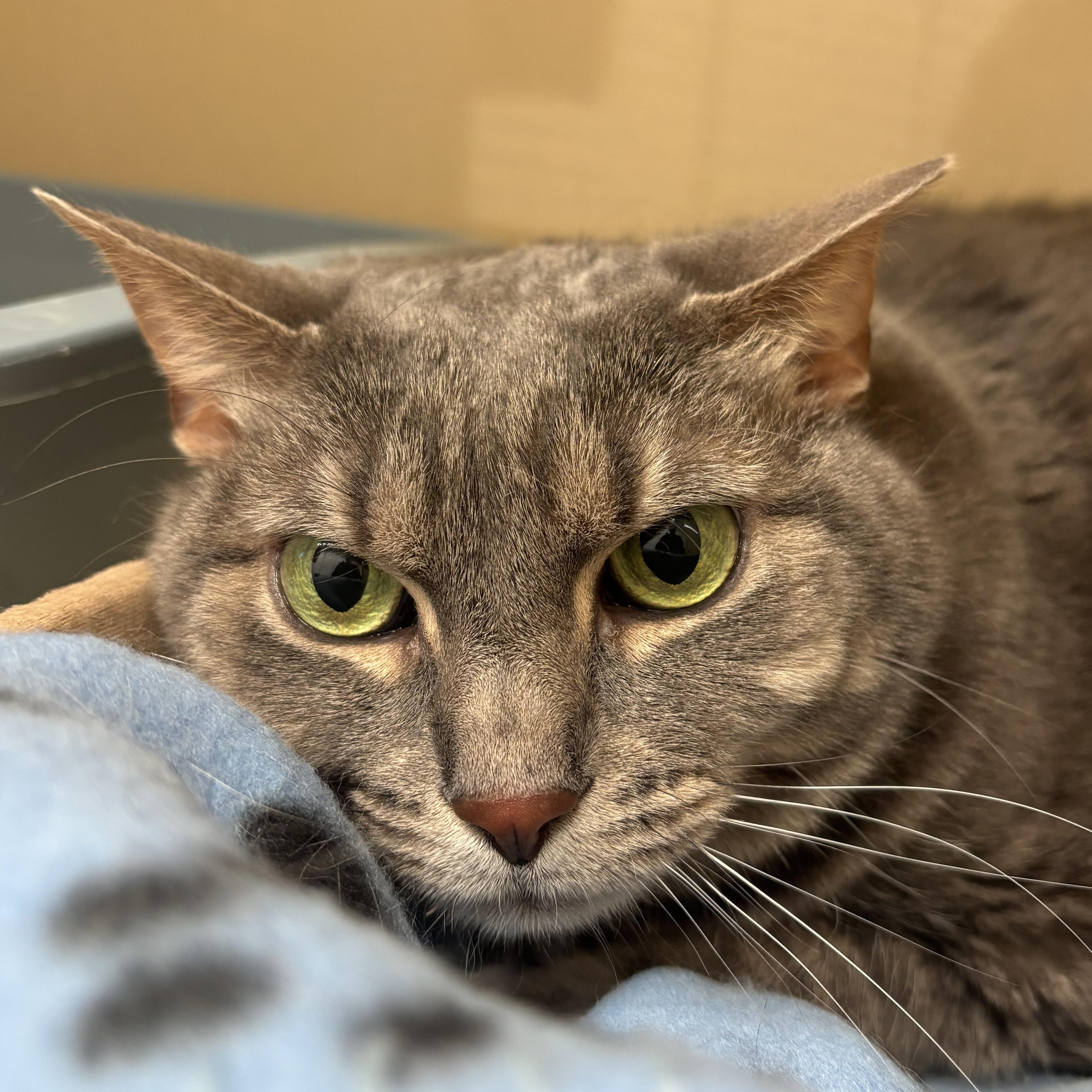 Enlarge Hulu, a Adoptable Domestic Short Hair in Evanston, IL image 3/3