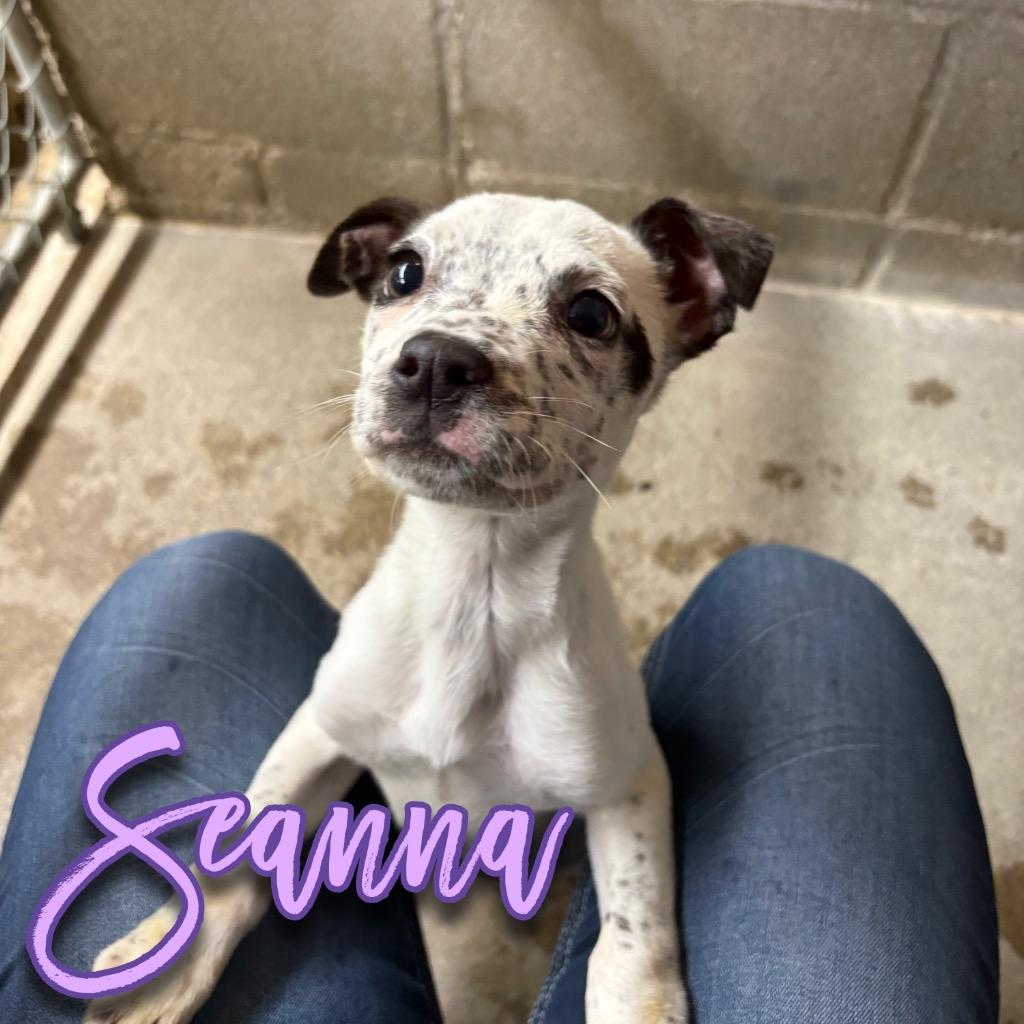 Seanna, Adoptable, Puppy Female Pit Bull Terrier & Saint Bernard.