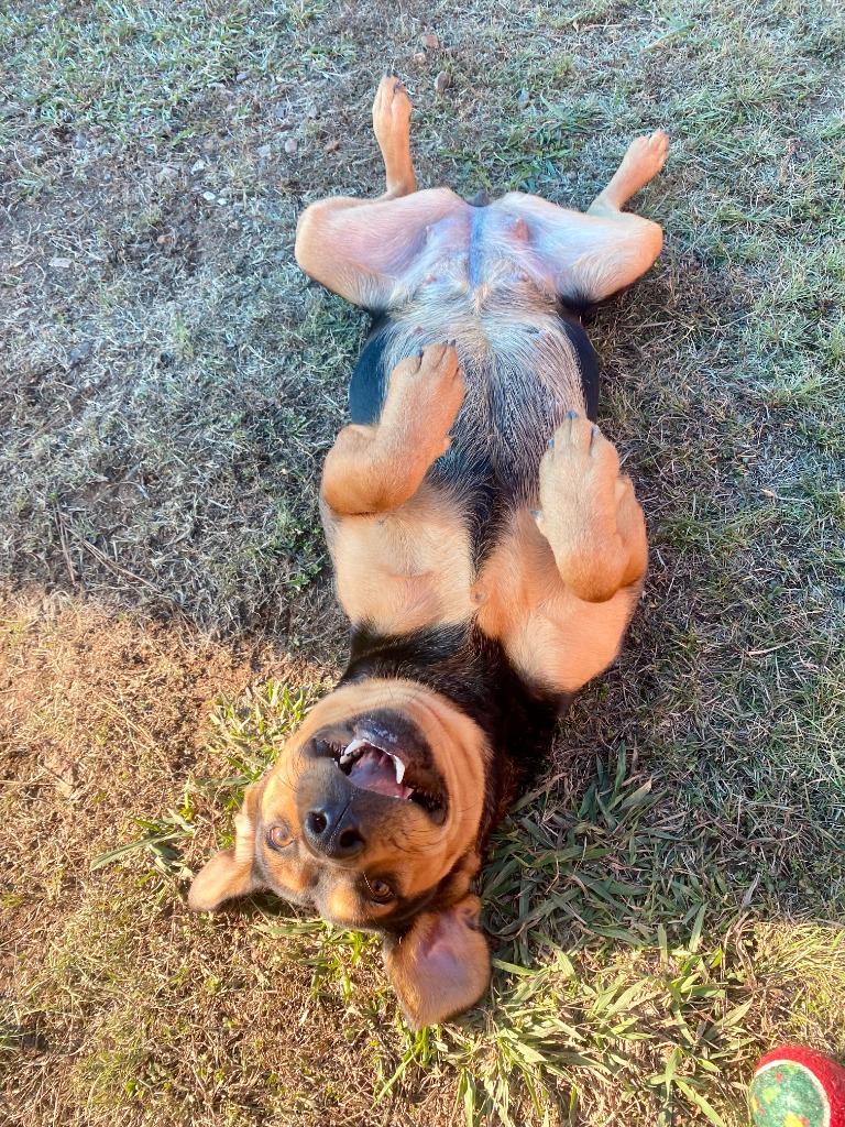 Enlarge Buttons, a Adoptable Hound in Bryant, AR image 1/6