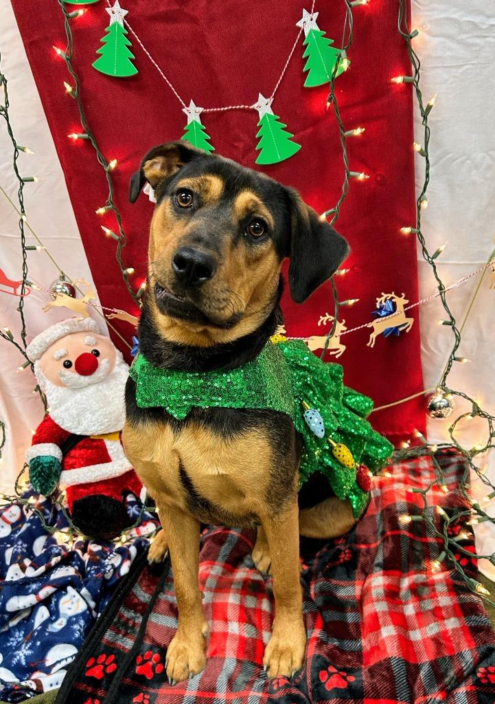 Enlarge Buttons, a Adoptable Hound in Bryant, AR image 2/6