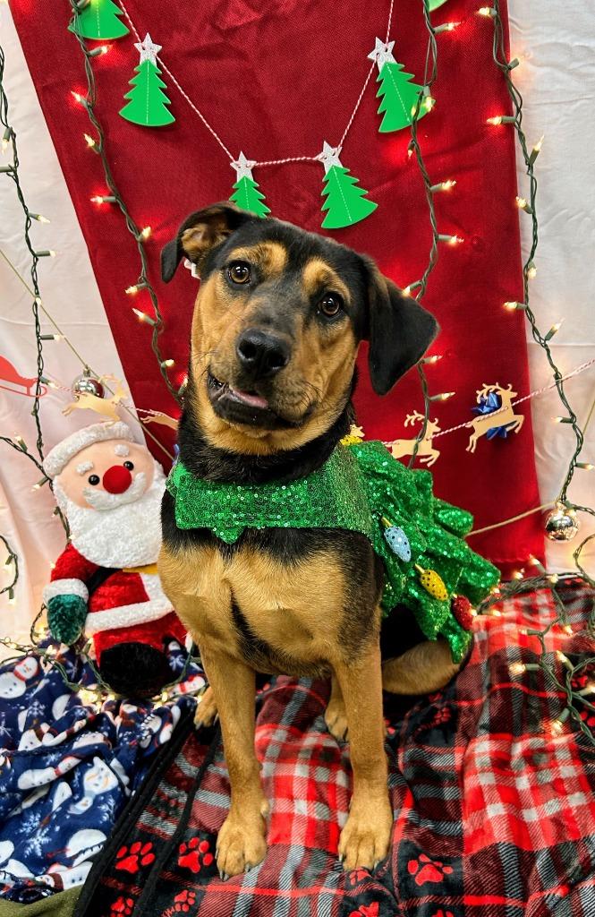 Enlarge Buttons, a Adoptable Hound in Bryant, AR image 3/6