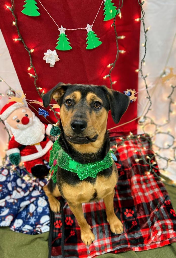 Enlarge Buttons, a Adoptable Hound in Bryant, AR image 4/6