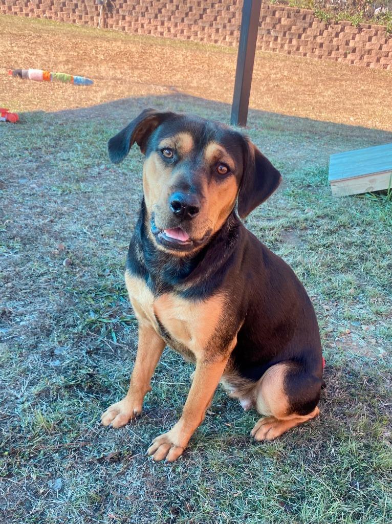 Enlarge Buttons, a Adoptable Hound in Bryant, AR image 5/6