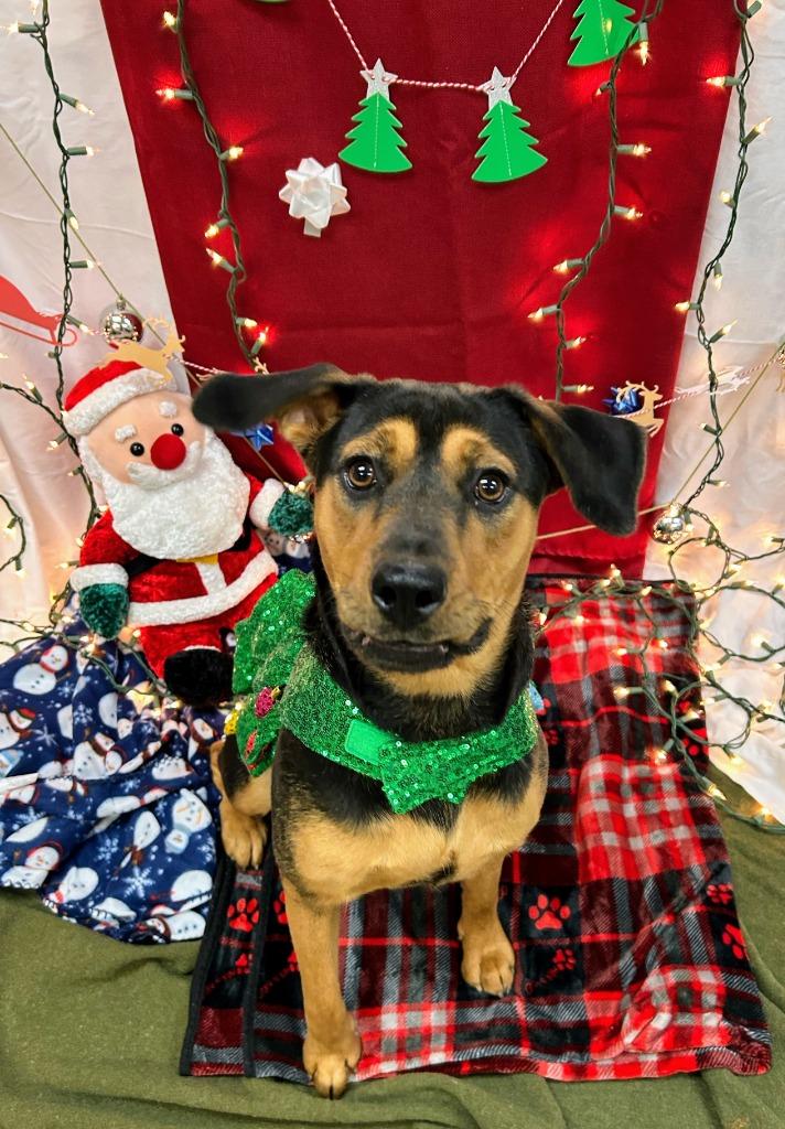 Enlarge Buttons, a Adoptable Hound in Bryant, AR image 6/6