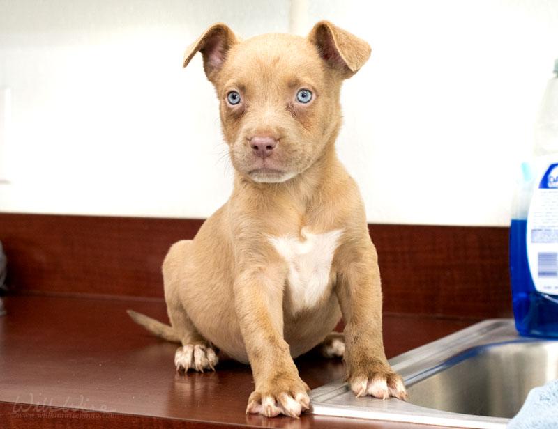 Enlarge Ivy #22512, a ADOPTABLE mixed breed in Monroe, GA image 2/2