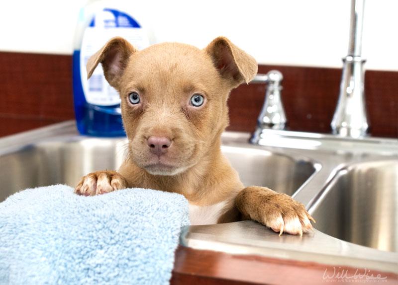 Ivy #22512, ADOPTABLE, Puppy Female Labrador Retriever & Pit Bull Terrier.