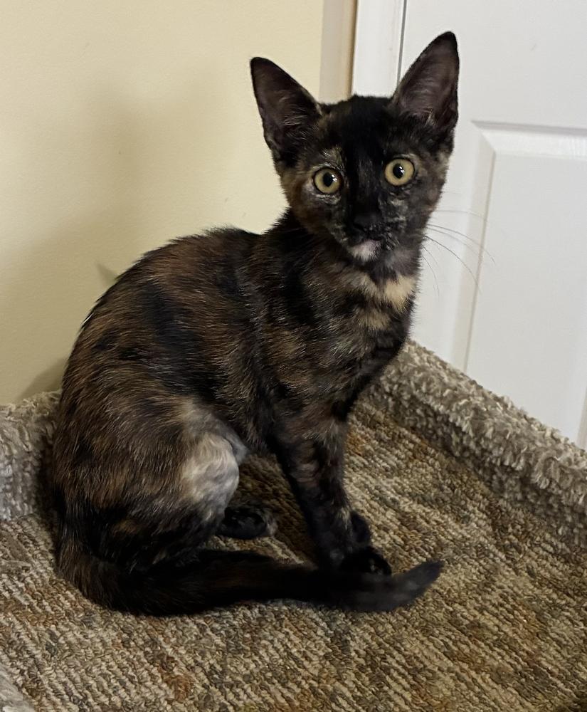Amber, Adoptable, Kitten Female Domestic Short Hair.