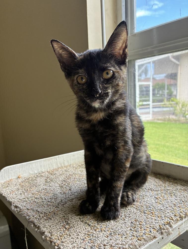 Enlarge Amber, a Adoptable Domestic Short Hair in Hudson, NH image 2/6