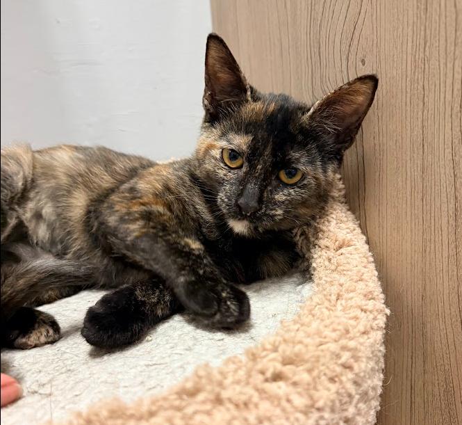 Enlarge Amber, a Adoptable Domestic Short Hair in Hudson, NH image 3/6
