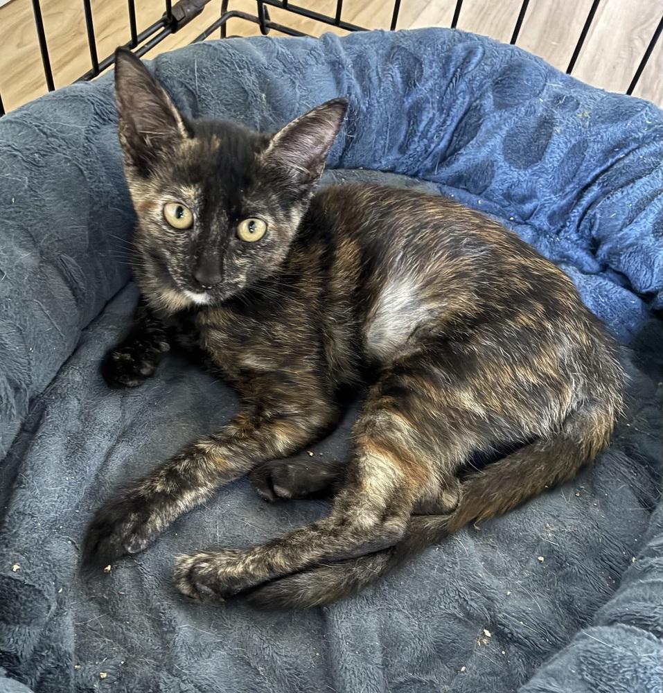Enlarge Amber, a Adoptable Domestic Short Hair in Hudson, NH image 4/6