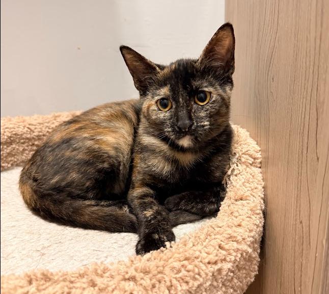 Enlarge Amber, a Adoptable Domestic Short Hair in Hudson, NH image 5/6