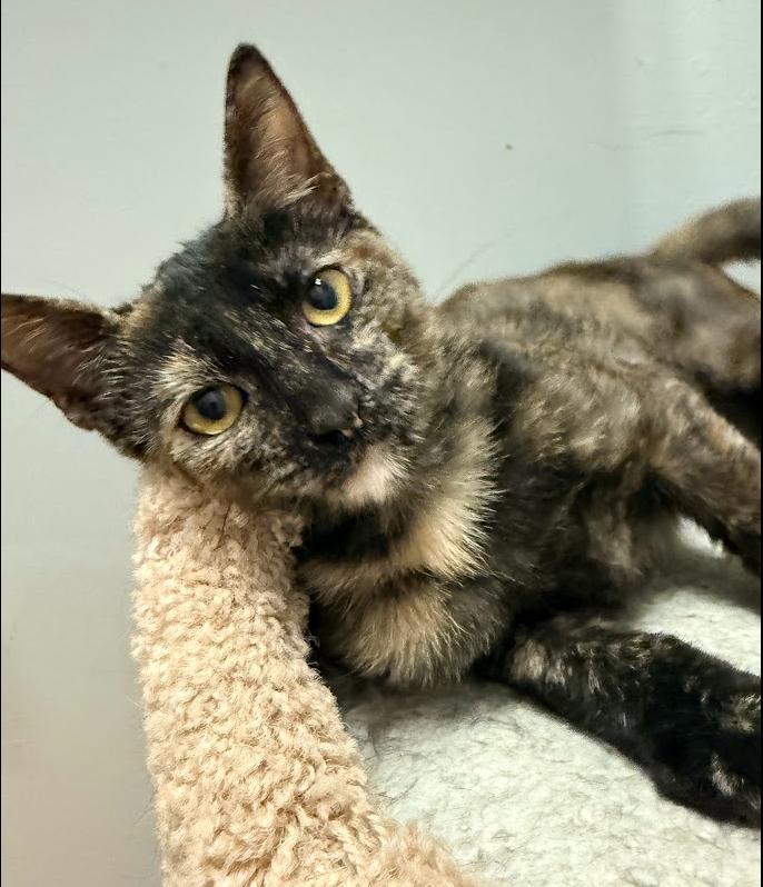 Enlarge Amber, a Adoptable Domestic Short Hair in Hudson, NH image 6/6