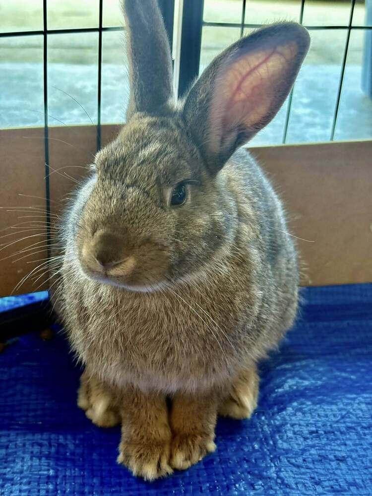 Henderson, Adoptable, Baby Male American & New Zealand.