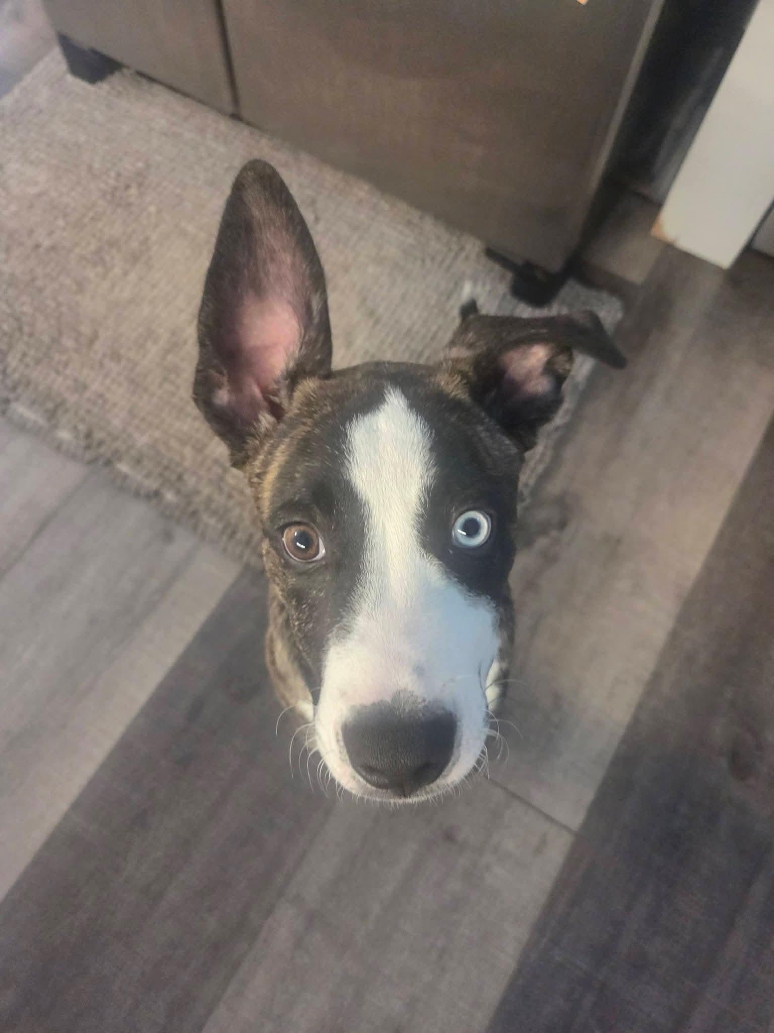 Echo, a ADOPTABLE mixed breed in Willoughby, OH image 2/4