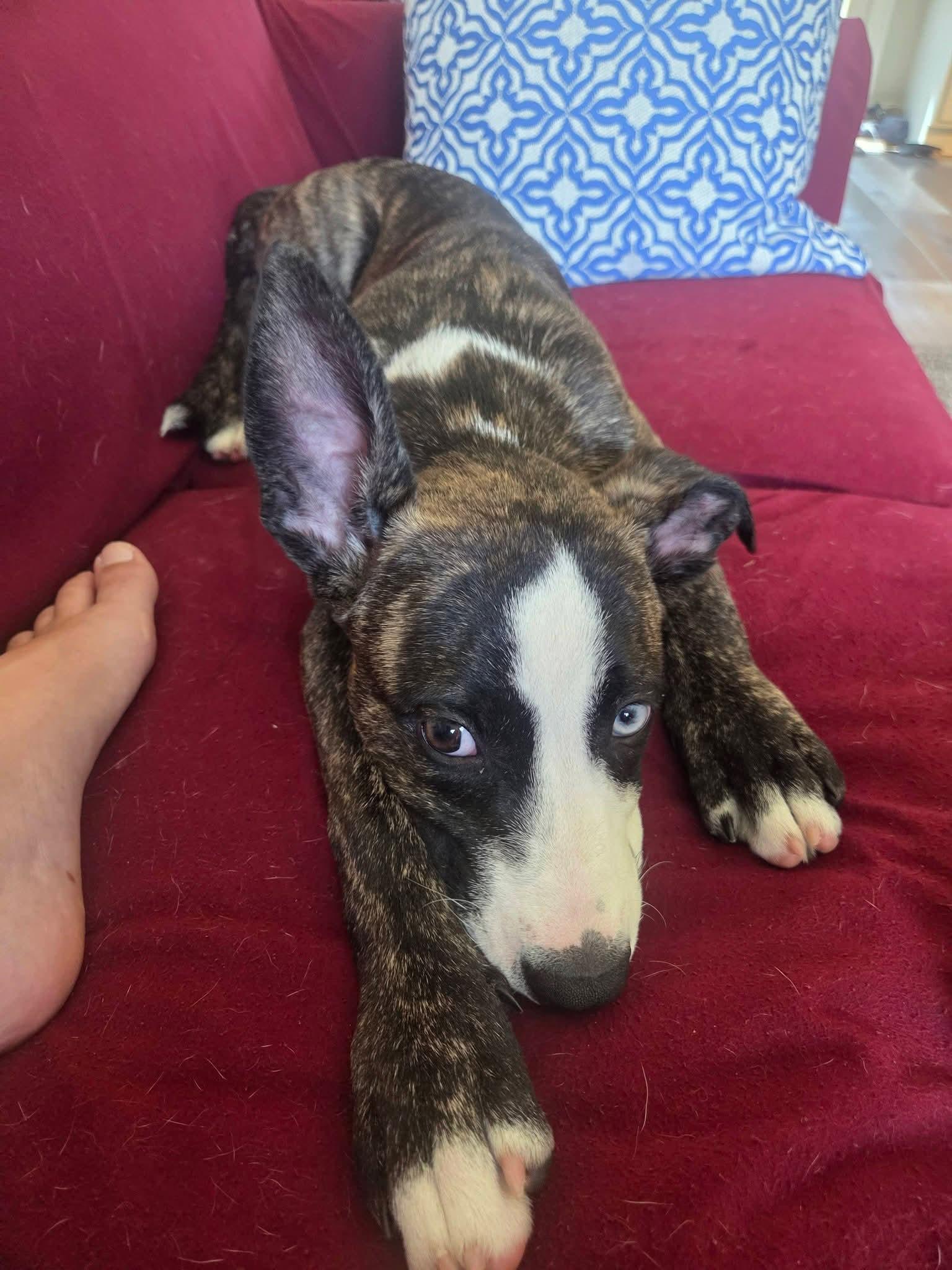 Echo, a ADOPTABLE mixed breed in Willoughby, OH image 3/4