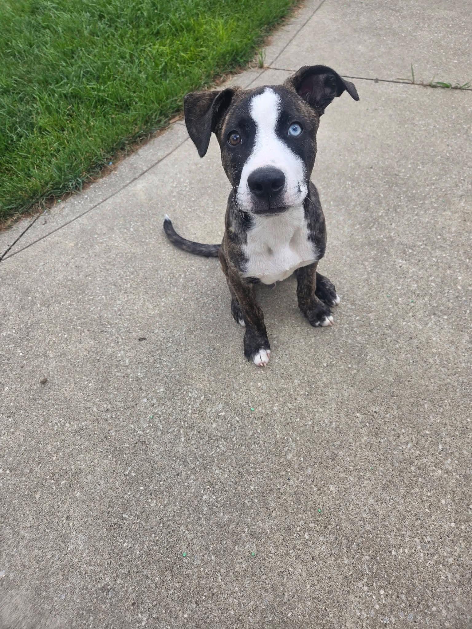 Echo, ADOPTABLE, Puppy Male American Staffordshire Terrier.