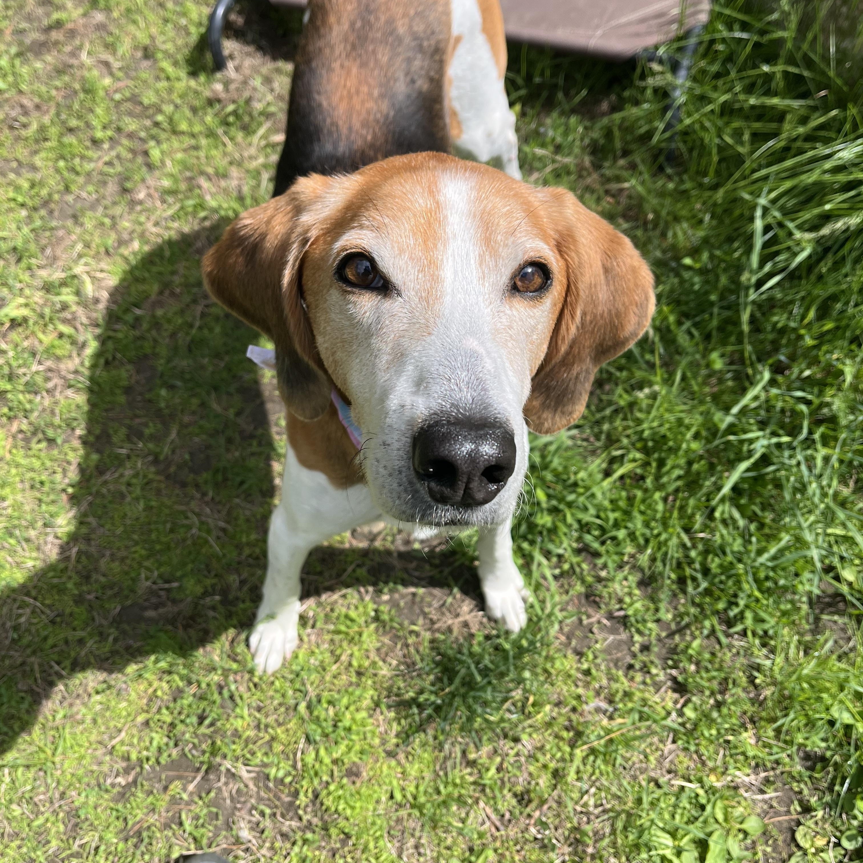 Danny , ADOPTABLE, Senior Male Coonhound.