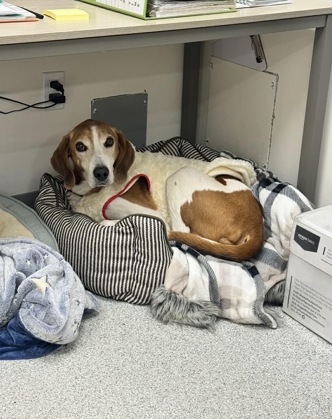 Enlarge Danny , a ADOPTABLE Coonhound in Cherryfield, ME image 2/2