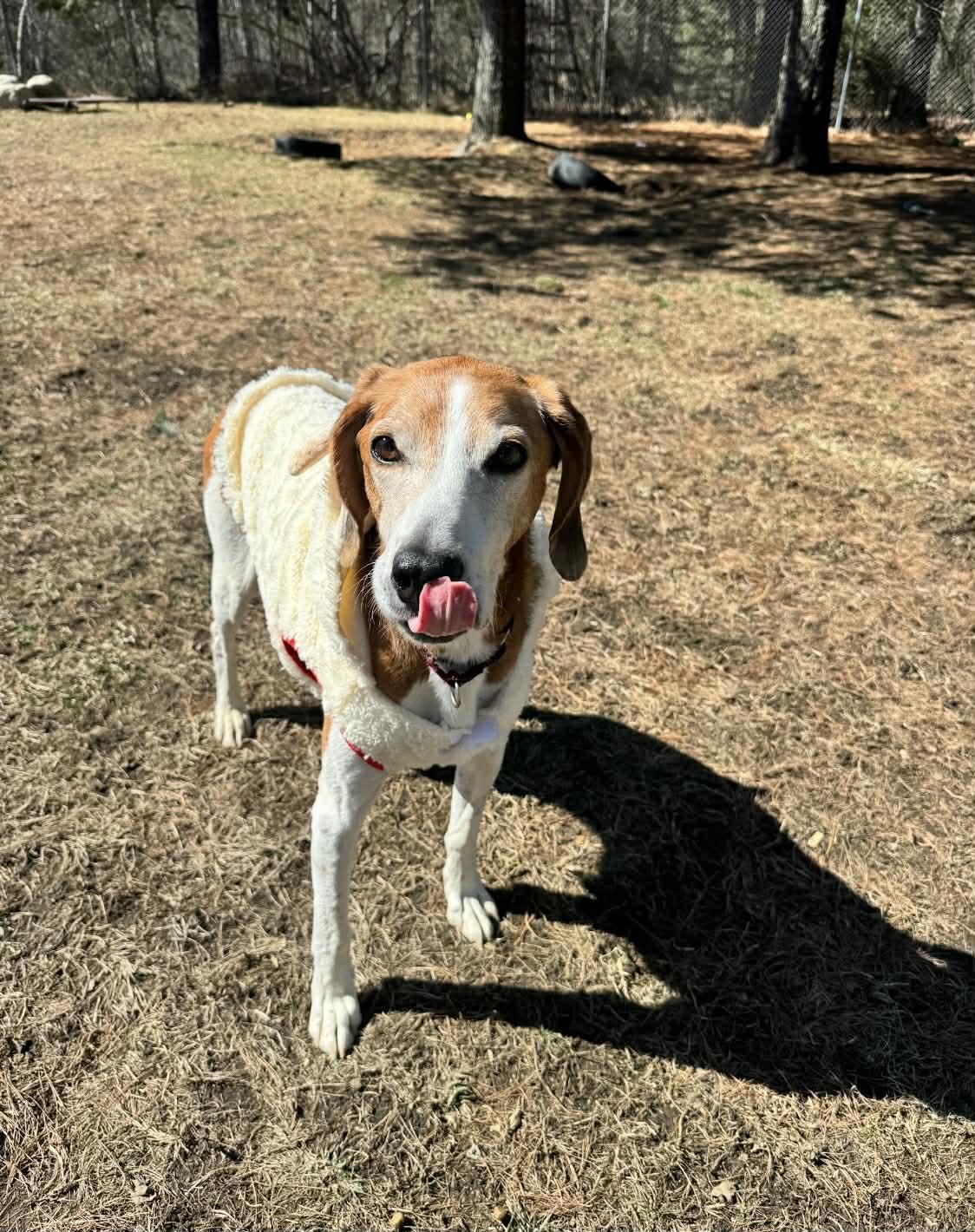 Danny , ADOPTABLE, Senior Male Coonhound.
