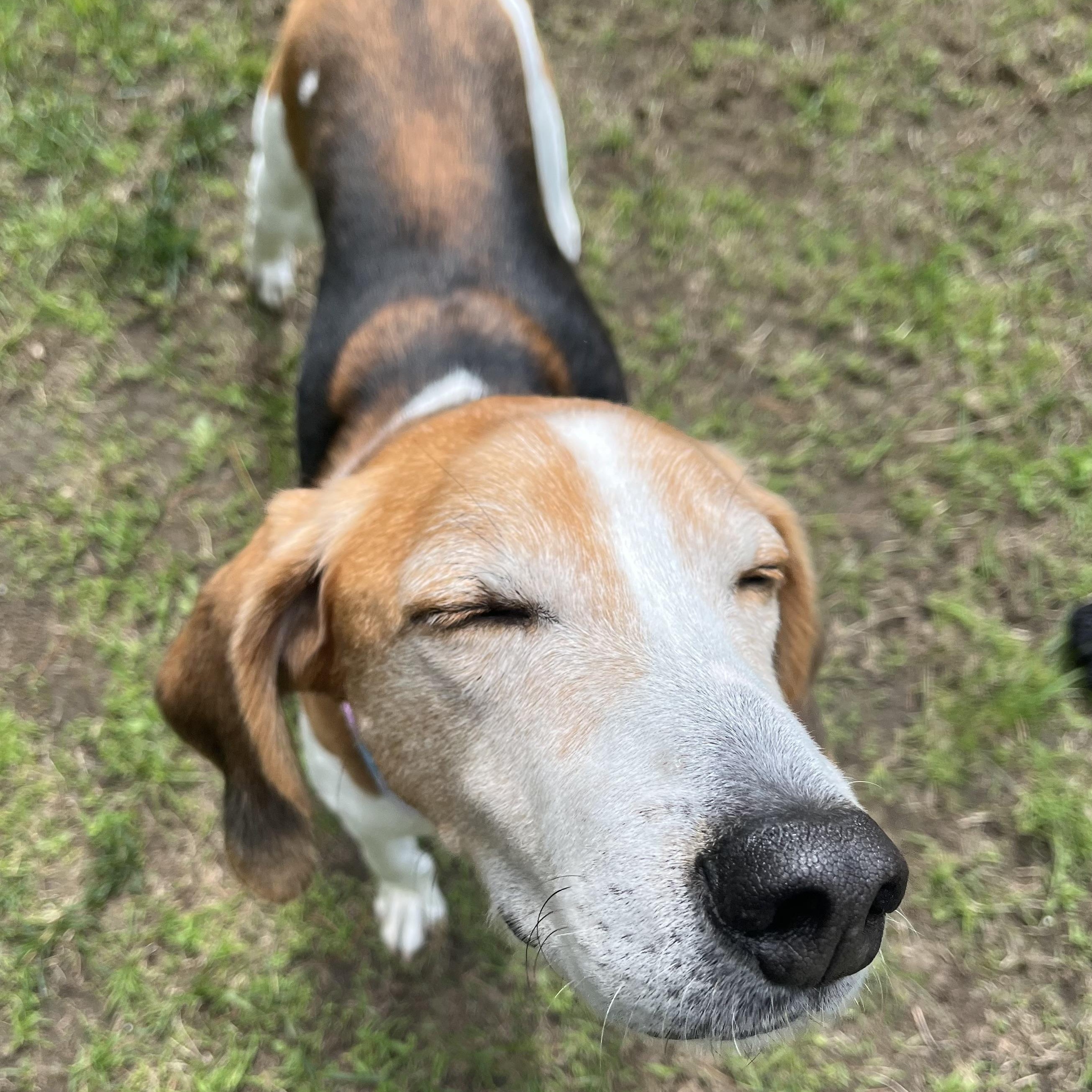 Danny , a ADOPTABLE Coonhound in Cherryfield, ME image 2/4