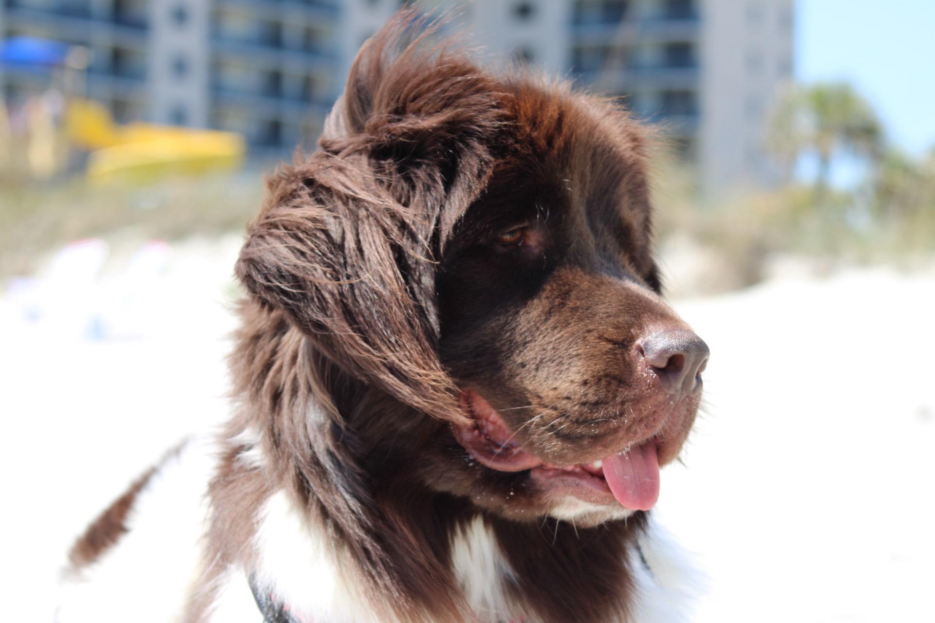 Dante, Adopted, Adult Male Newfoundland Dog.