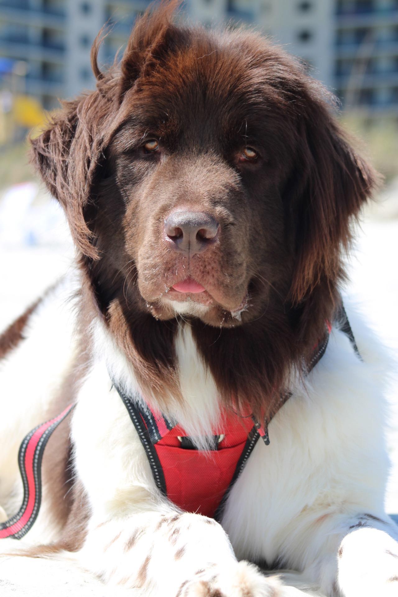 Dante, a Adopted Newfoundland Dog in Marietta, GA image 2/2
