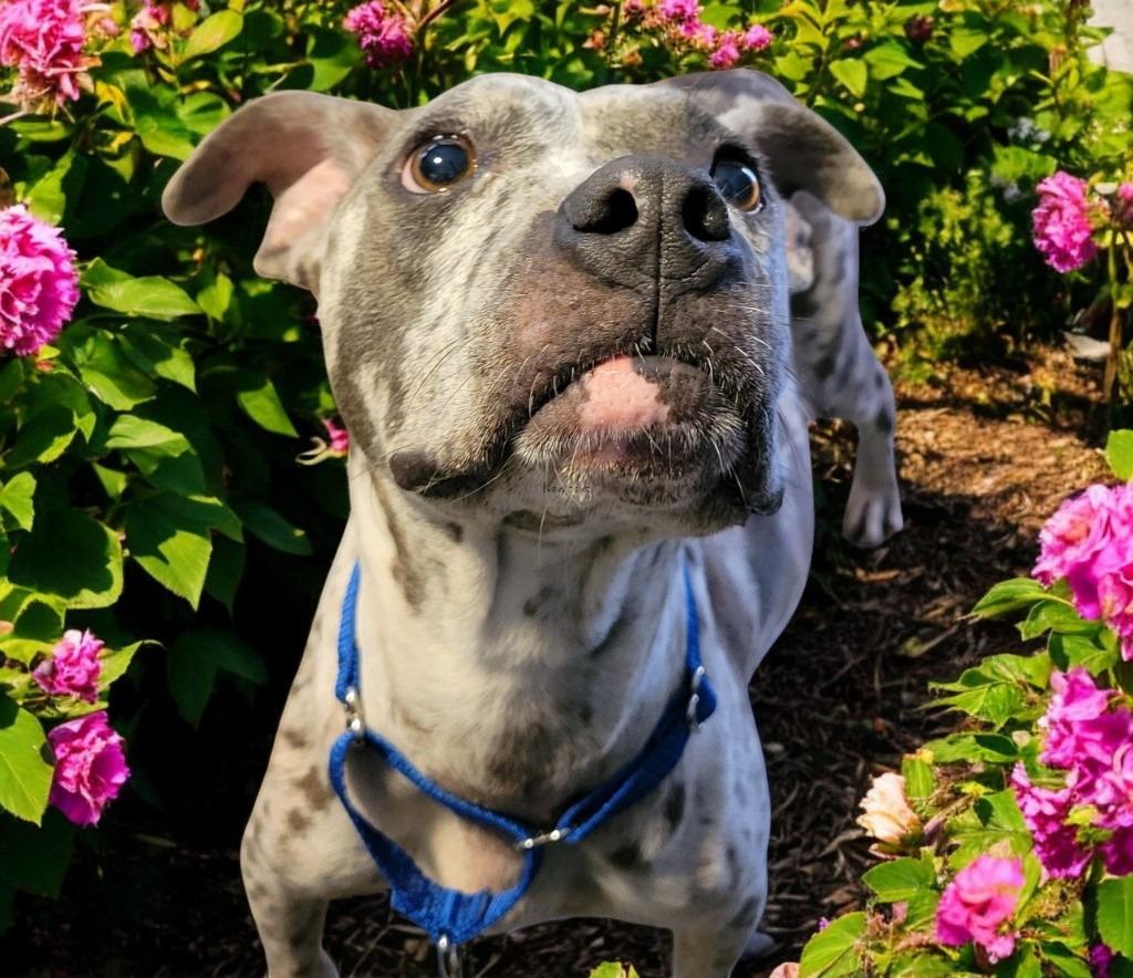 MARGEAUX, Adoptable, Adult Female Catahoula Leopard Dog.