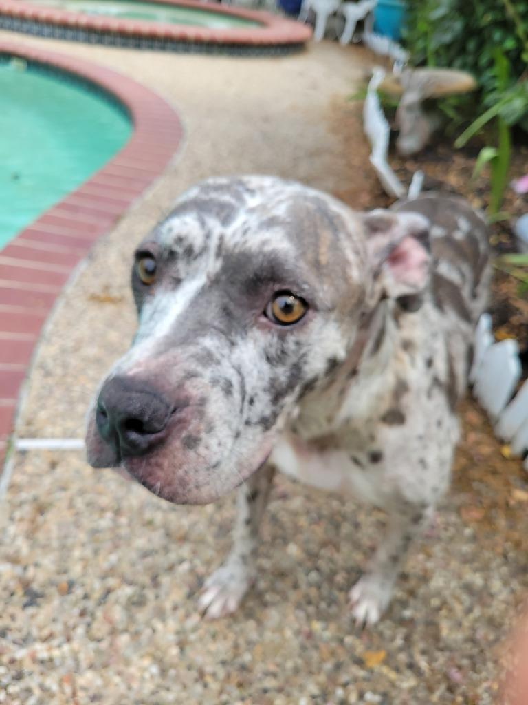 Enlarge MARGEAUX, a Adoptable mixed breed in Spring, TX image 4/6