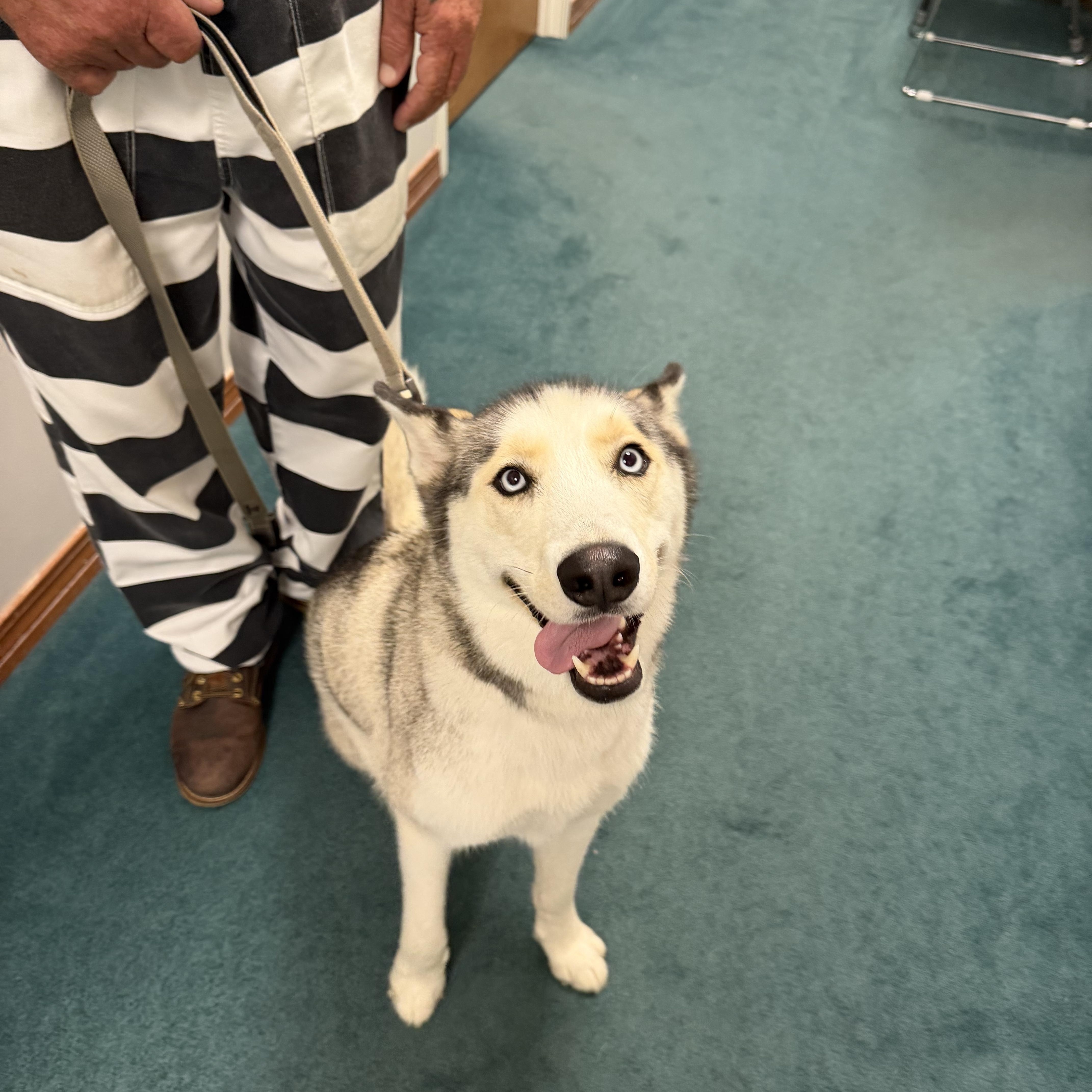 Enlarge Loki, a Adoptable Husky in East Windsor , CT image 3/3