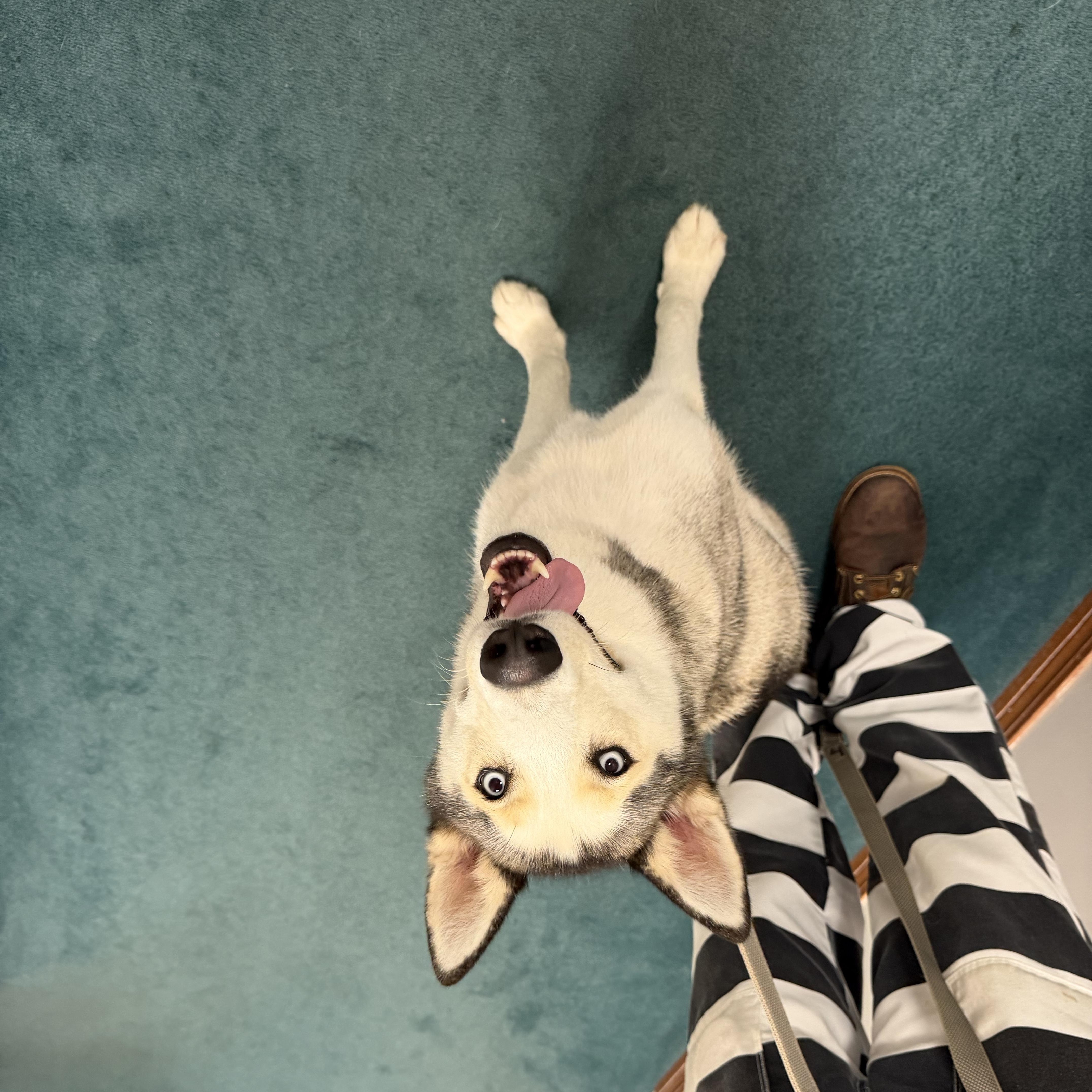 Enlarge Loki, a Adoptable Husky in East Windsor , CT image 2/3