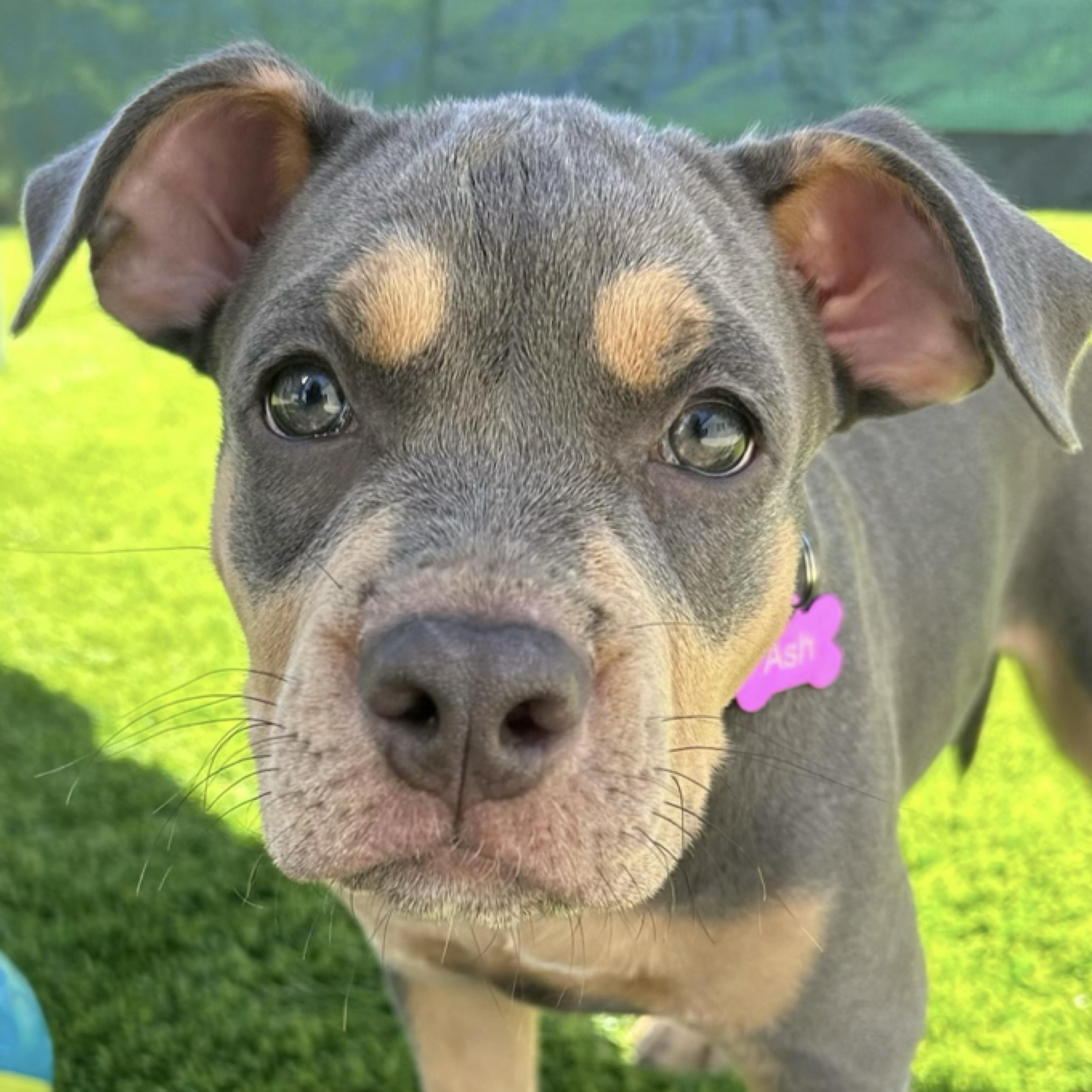 Ash, ADOPTABLE, Puppy Male American Staffordshire Terrier & Bulldog.