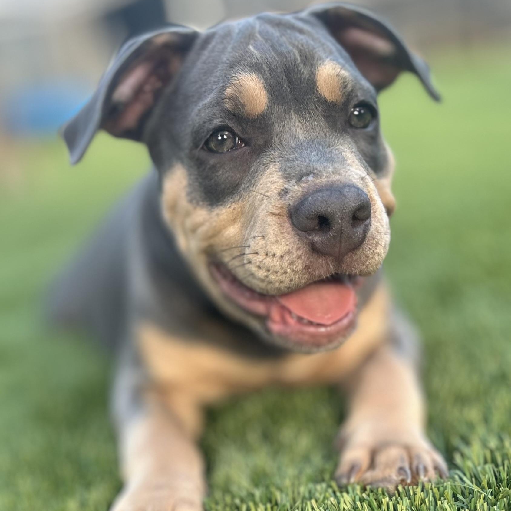 Enlarge Ash, an adoptable mixed breed in Citrus Heights, CA image 2/6