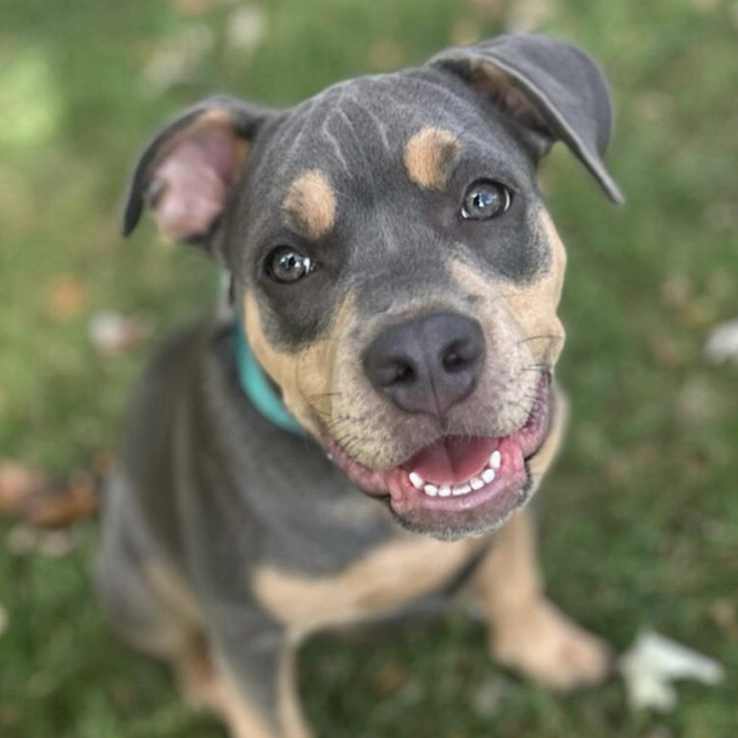 Ash, Adopted, Puppy Male American Staffordshire Terrier & Bulldog.
