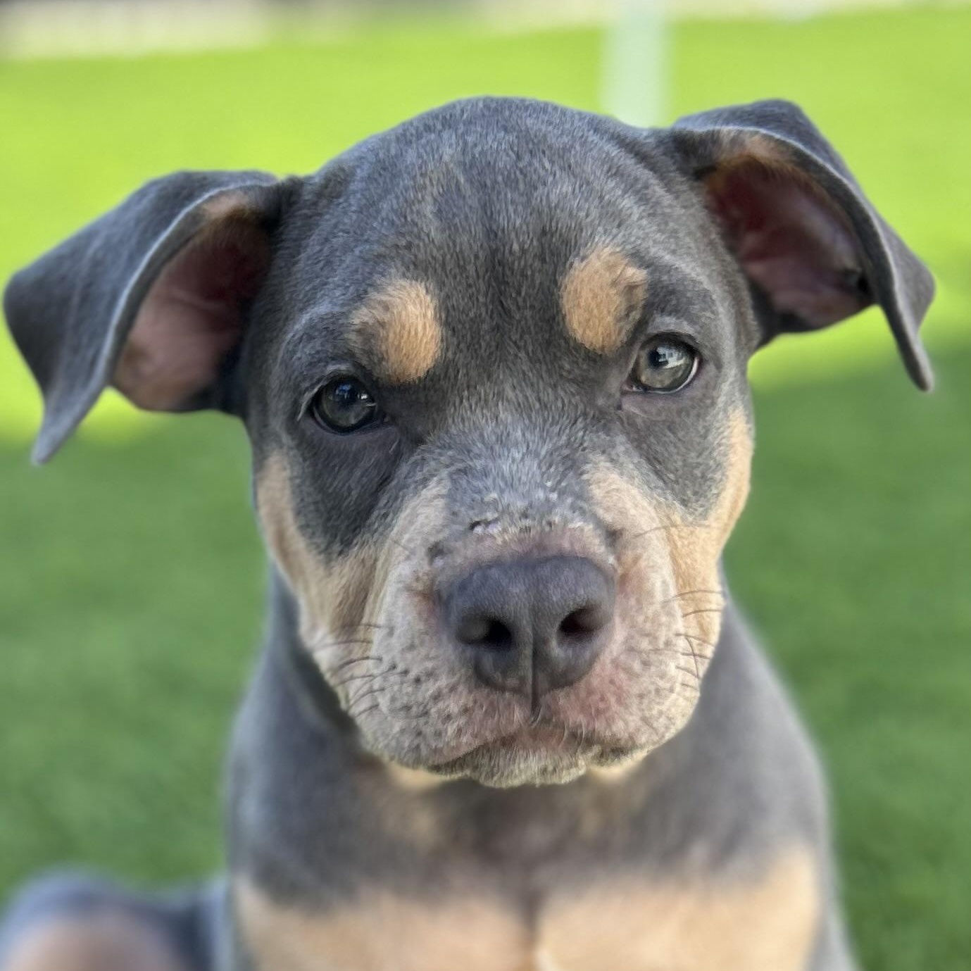 Ash, ADOPTABLE, Puppy Male American Staffordshire Terrier & Bulldog.