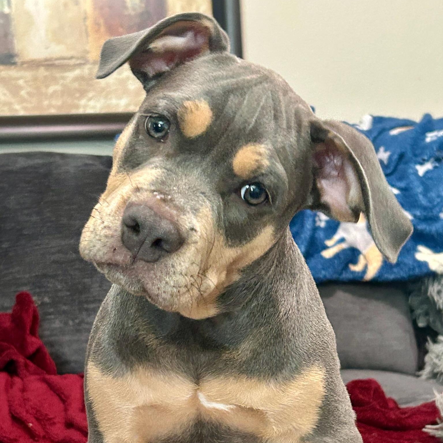 Enlarge Ash, an adoptable mixed breed in Citrus Heights, CA image 3/6
