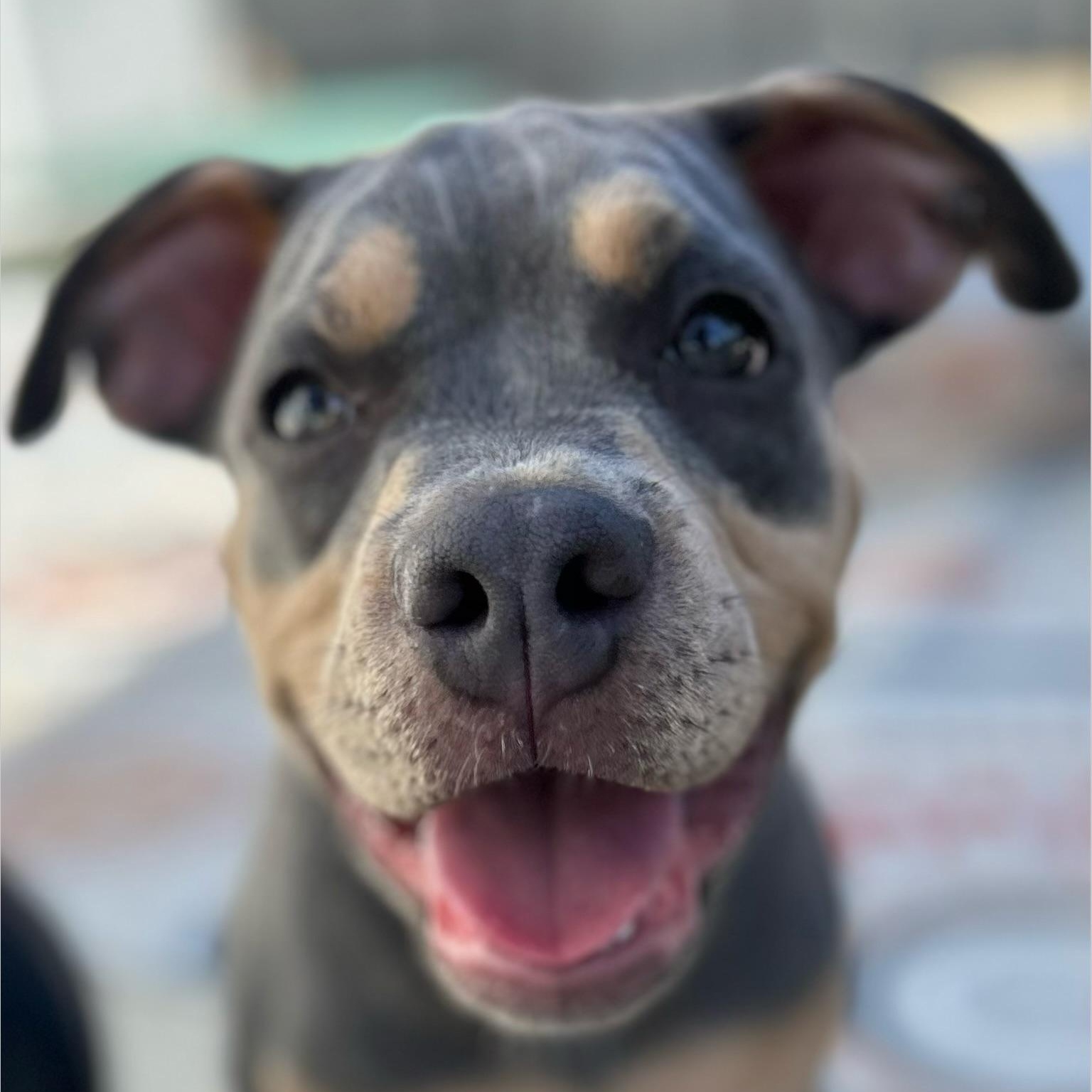 Enlarge Ash, an adoptable mixed breed in Citrus Heights, CA image 1/6