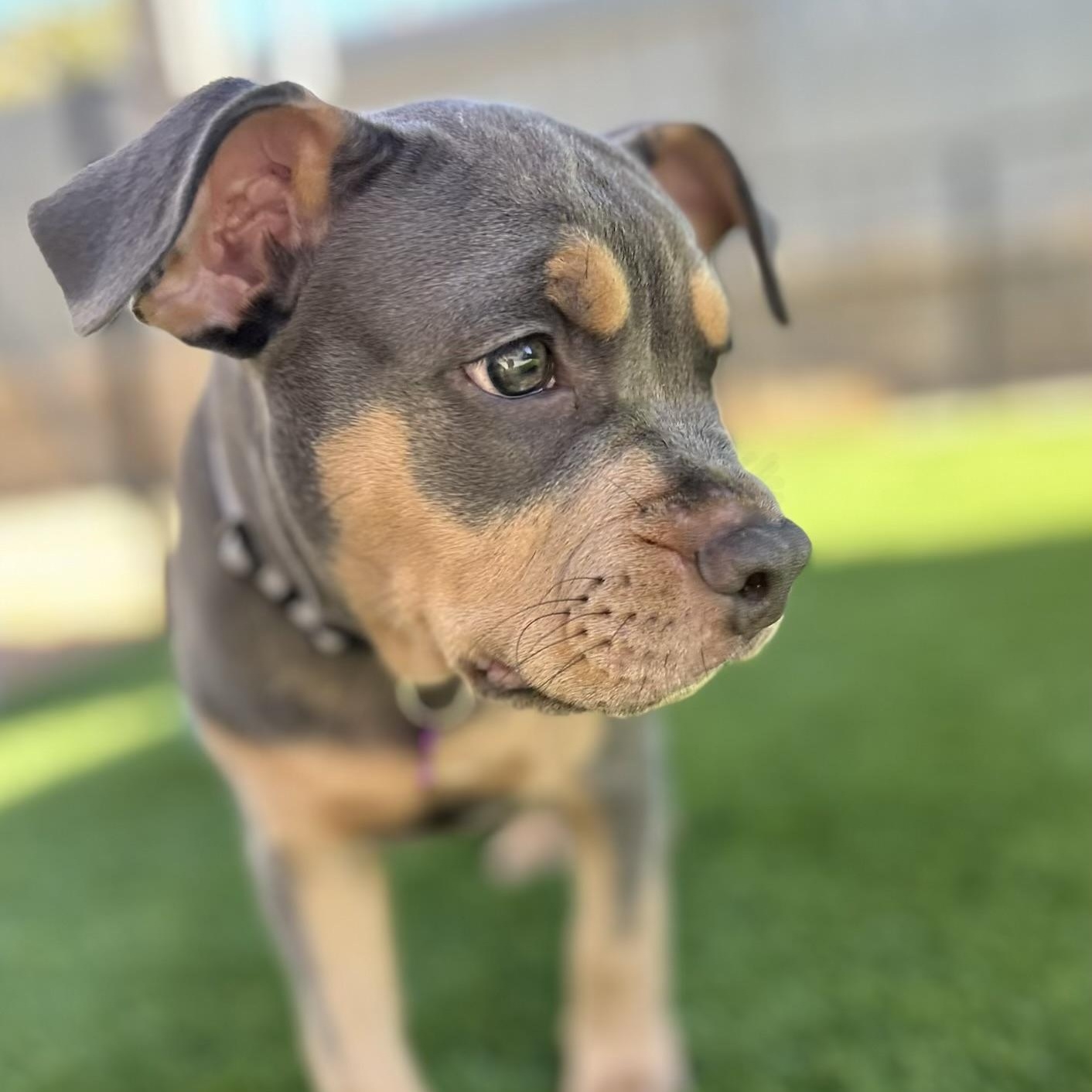Ash, a ADOPTABLE mixed breed in Citrus Heights, CA image 6/6