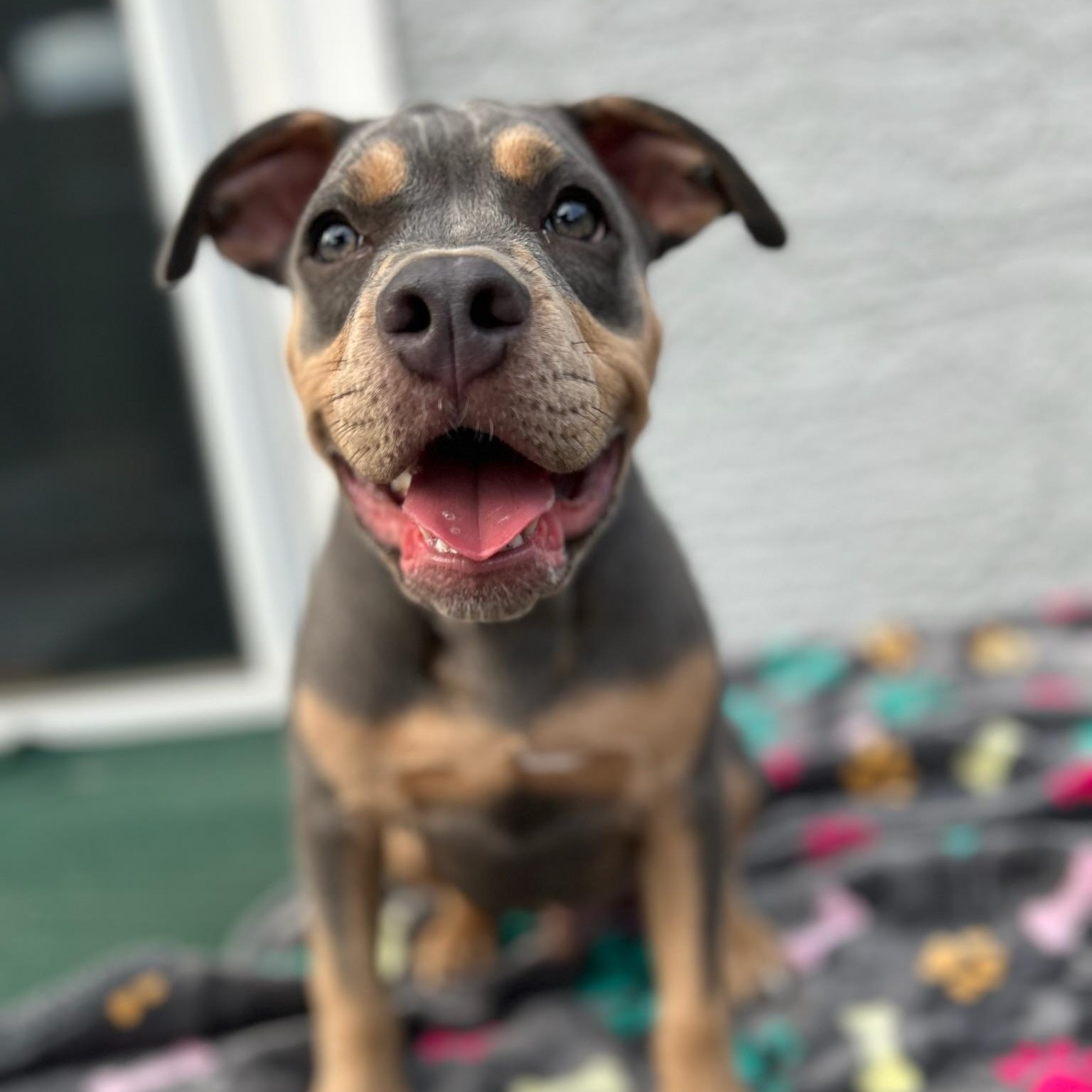 Enlarge Ash, an adoptable mixed breed in Citrus Heights, CA image 5/6