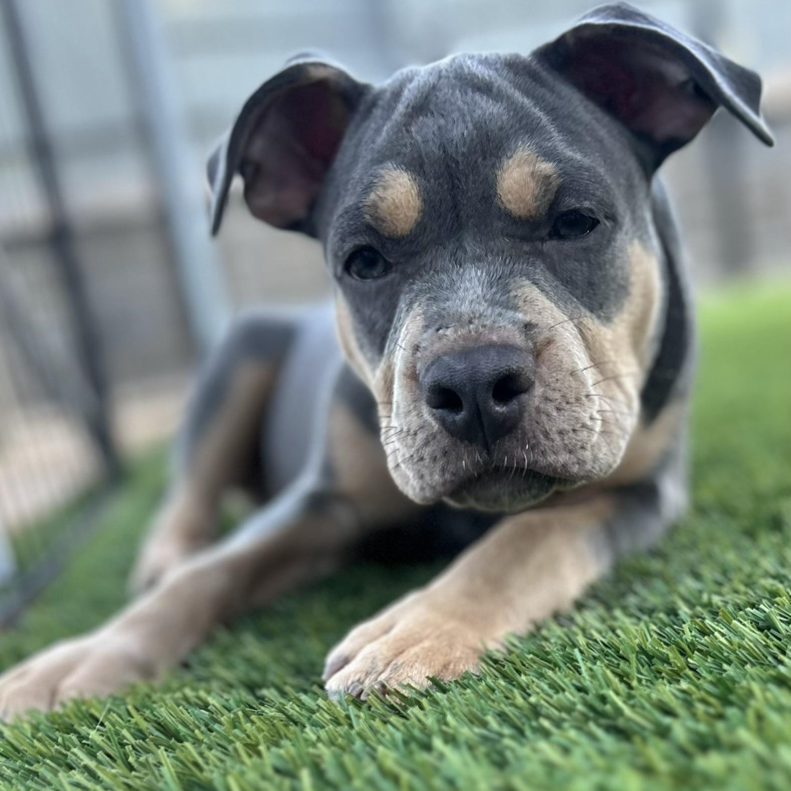 Ash, a ADOPTABLE mixed breed in Citrus Heights, CA image 2/6