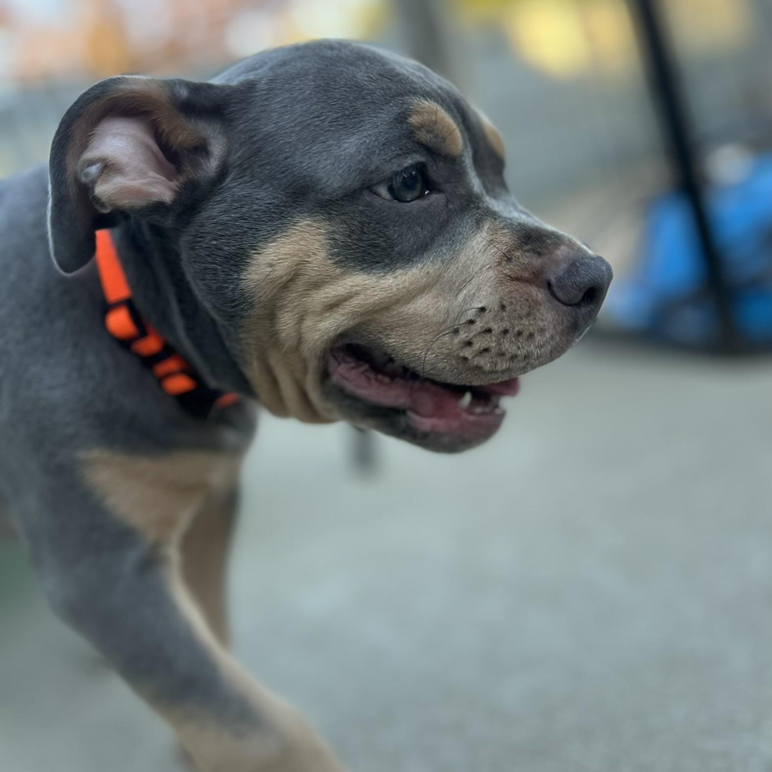 Ash, a ADOPTABLE mixed breed in Citrus Heights, CA image 5/6