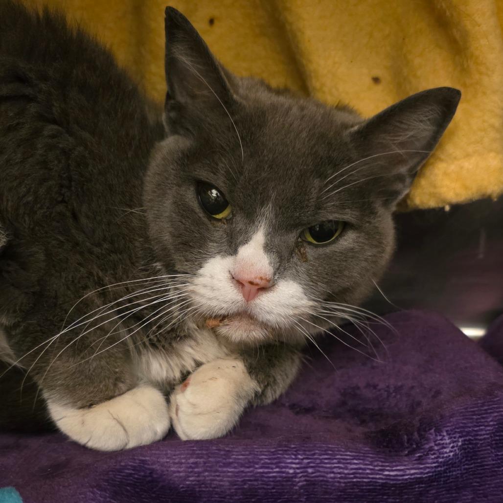 Enlarge Mila, a Adoptable Domestic Short Hair in Council Bluffs, IA image 1/1