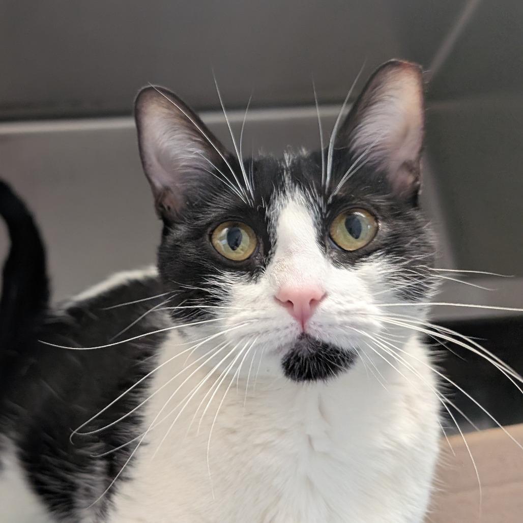 Quimby (Critter Barn), Adoptable, Adult Female Domestic Short Hair.