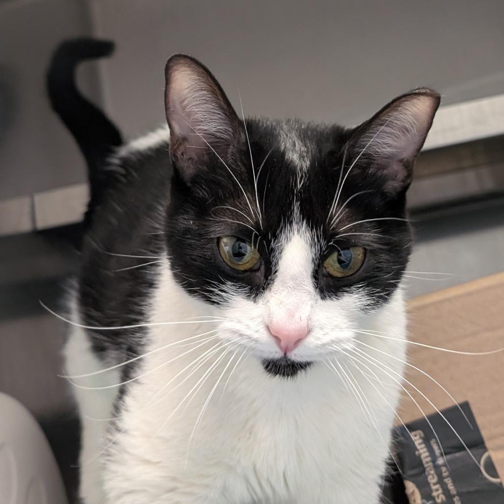 Enlarge Quimby (Critter Barn), a Adoptable Domestic Short Hair in West Olive, MI image 2/5