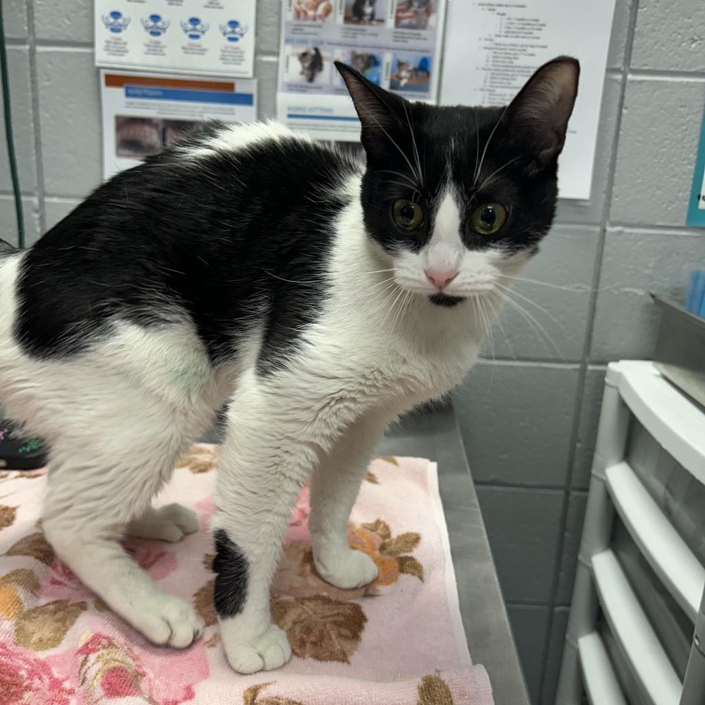 Enlarge Quimby (Critter Barn), a Adoptable Domestic Short Hair in West Olive, MI image 3/5