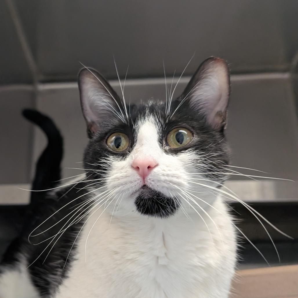 Enlarge Quimby (Critter Barn), a Adoptable Domestic Short Hair in West Olive, MI image 5/5