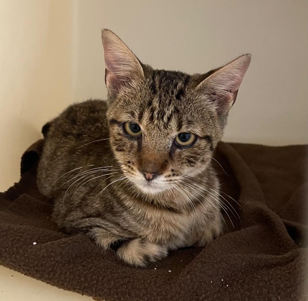 Caspian, Adoptable, Young Male Domestic Short Hair.