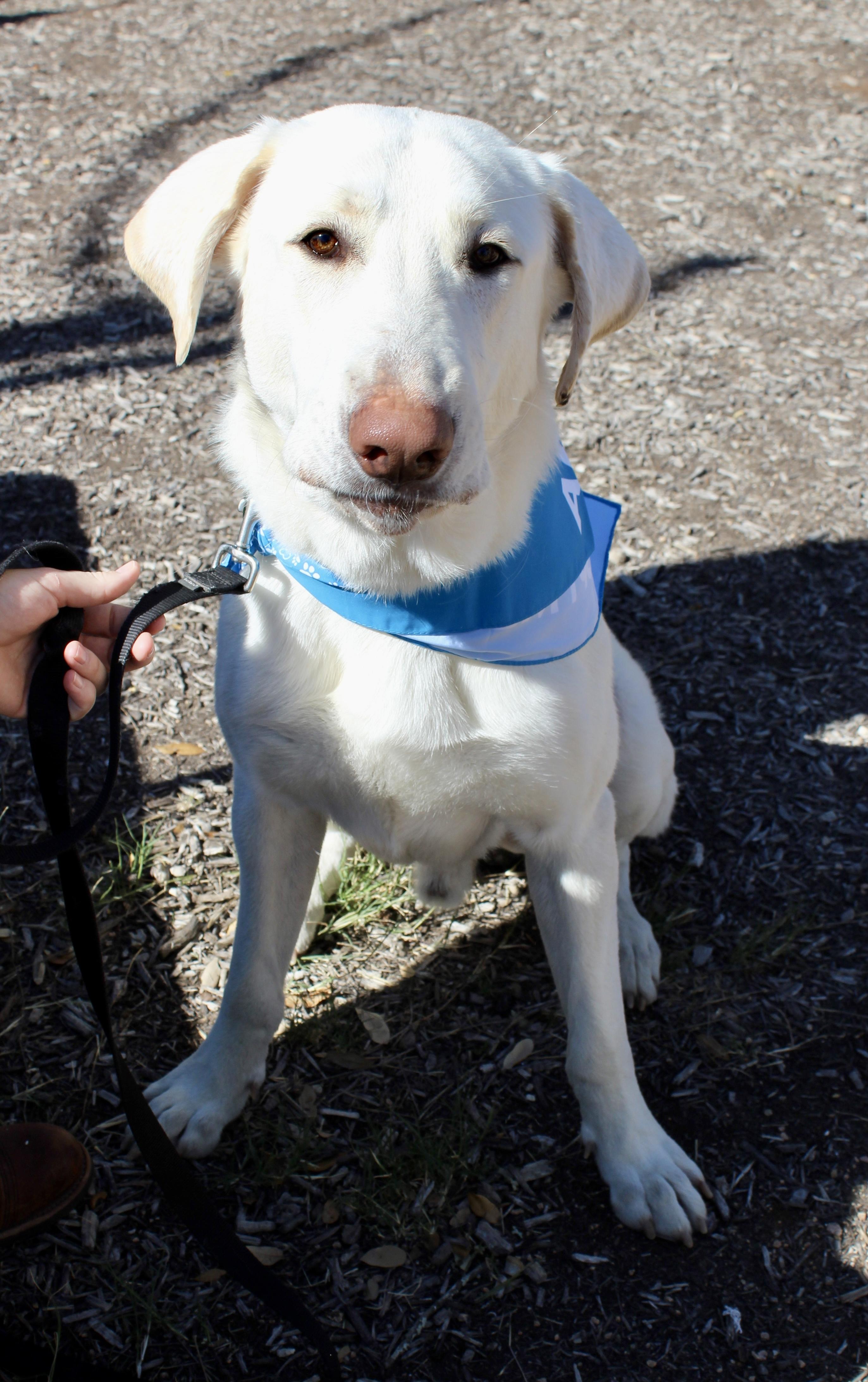 Enlarge Milo, a Adoptable mixed breed in Maple Shade, NJ image 3/6