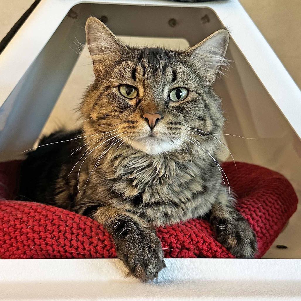 Mystery, Adoptable, Adult Female Domestic Medium Hair.