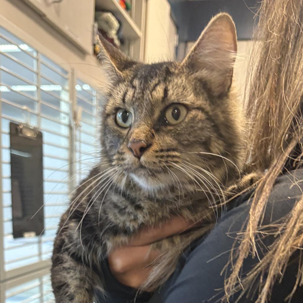 Enlarge Mystery, a Adoptable Domestic Medium Hair in Hailey, ID image 2/6